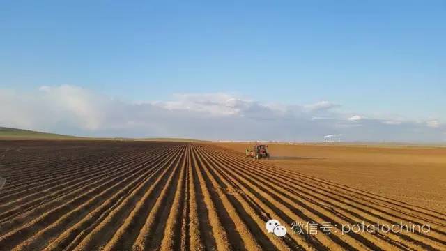 这垄种的比画的还直