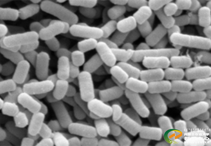 图6 L. plantarum P-8扫描电镜图