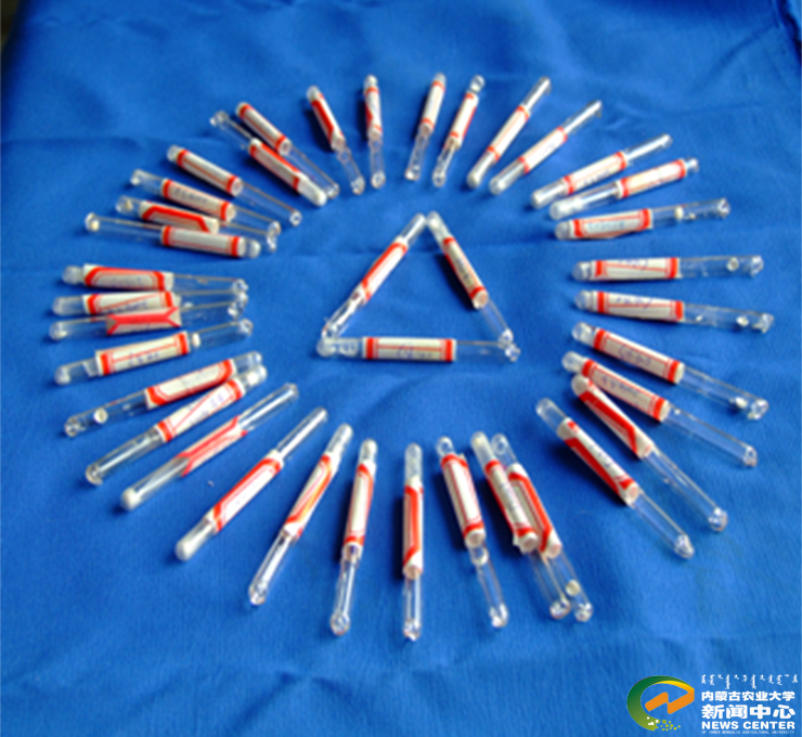 图5 L. plantarum P-8菌种保藏