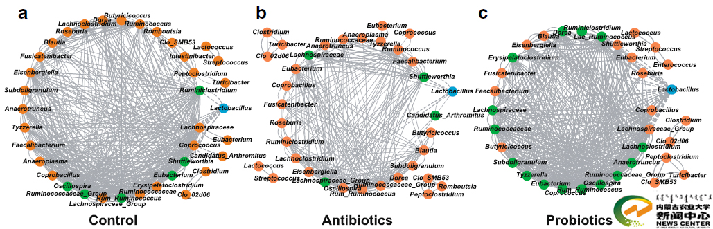 图2 乳杆菌在肠道菌群相关网络中的重要作用