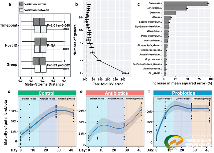 图1 益生菌和抗生素对肠道菌群成熟的影响